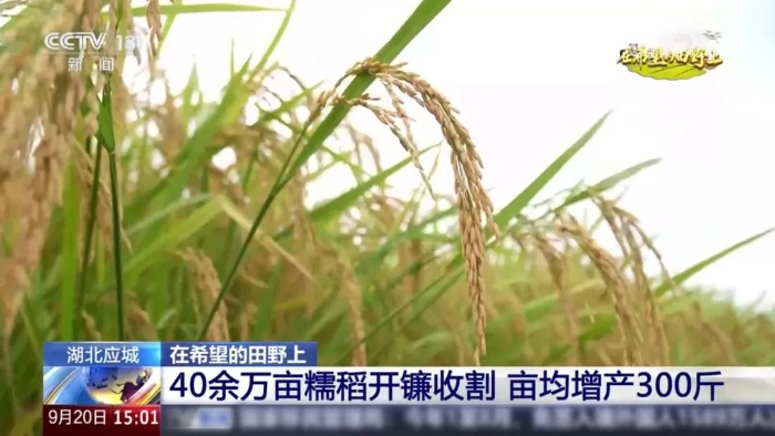 央视聚焦！w88win优德这台“收稻神器”刷屏湖北野外